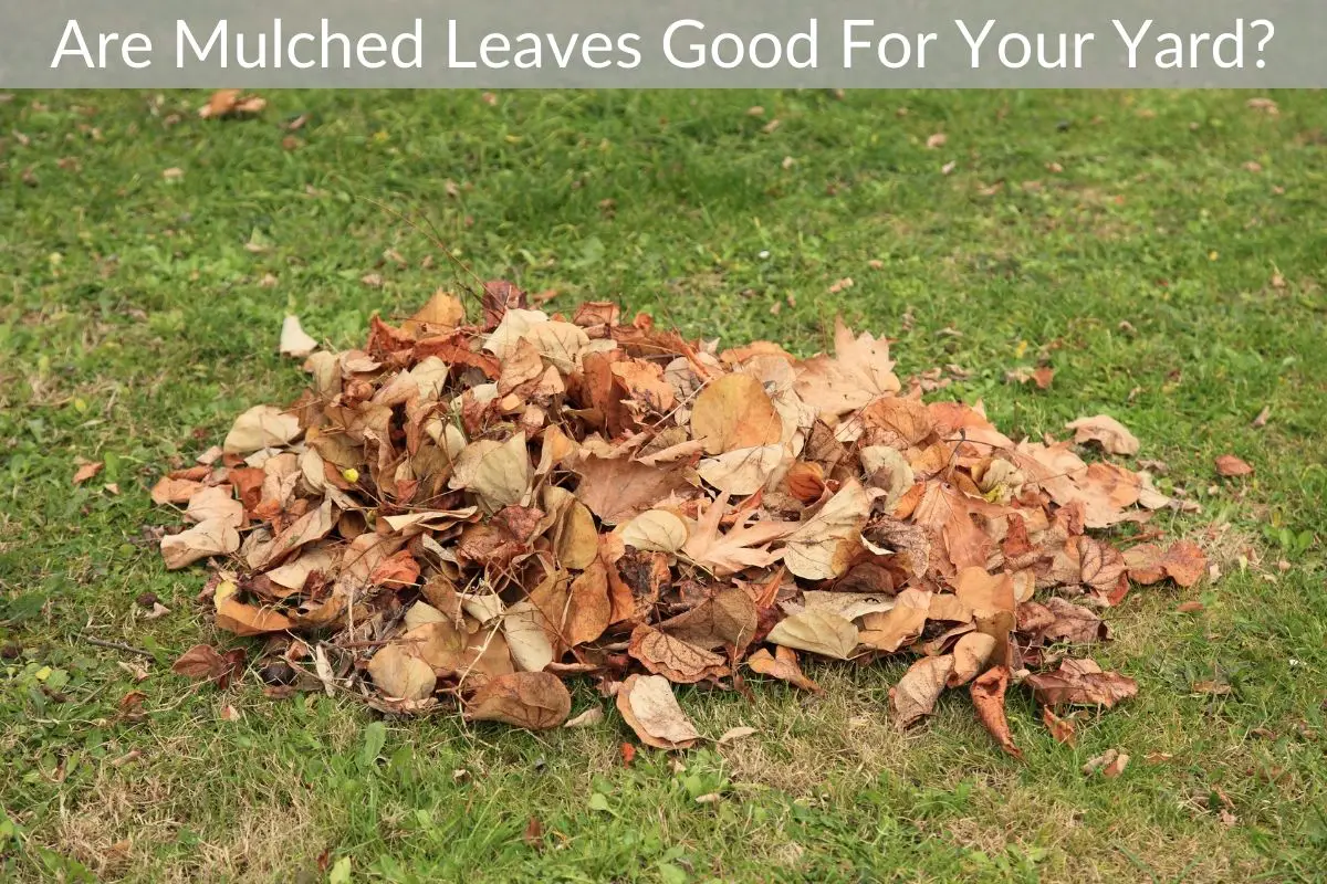 Are Mulched Leaves Good For Your Yard? - Just Yardz