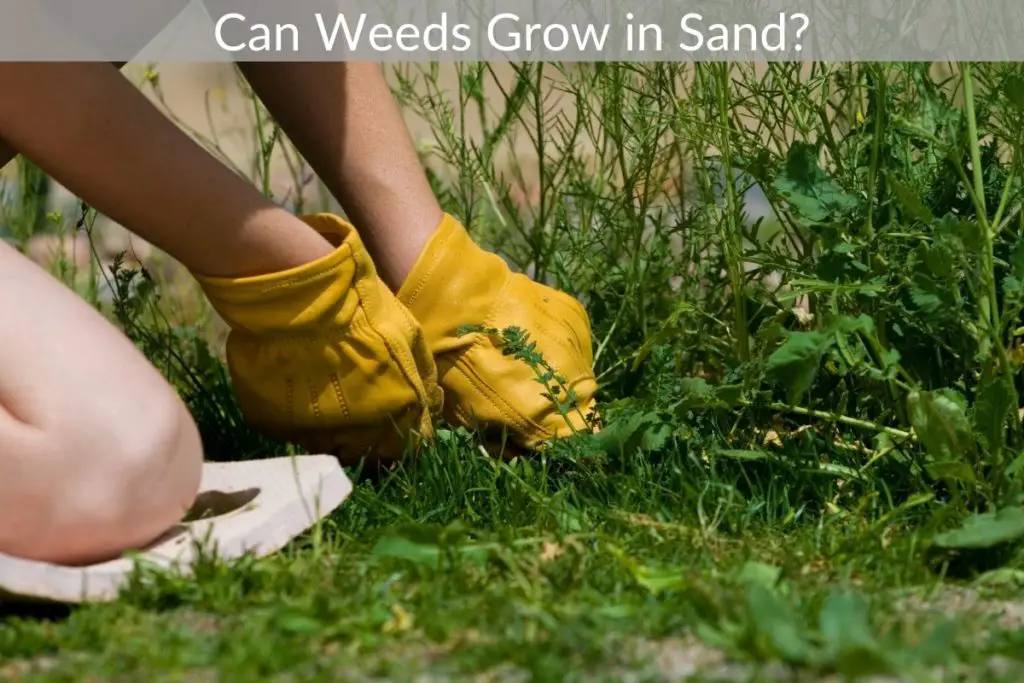 Can Weeds Grow in Sand? Just Yardz