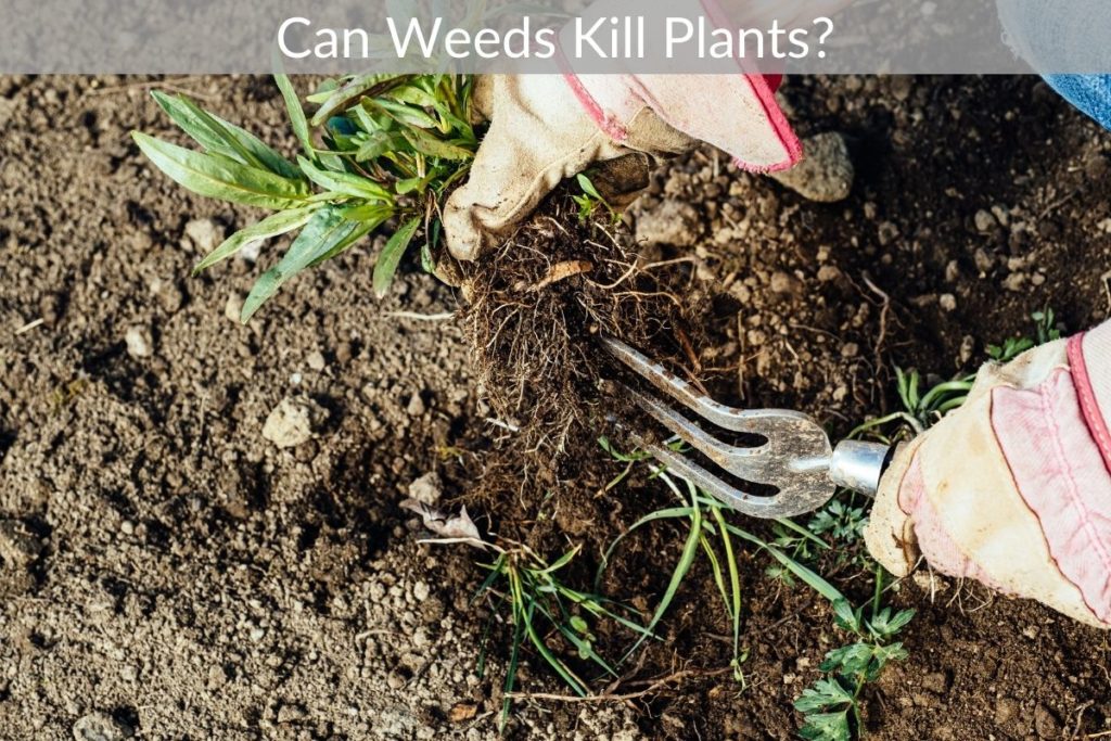 Can Weeds Kill Plants? Just Yardz