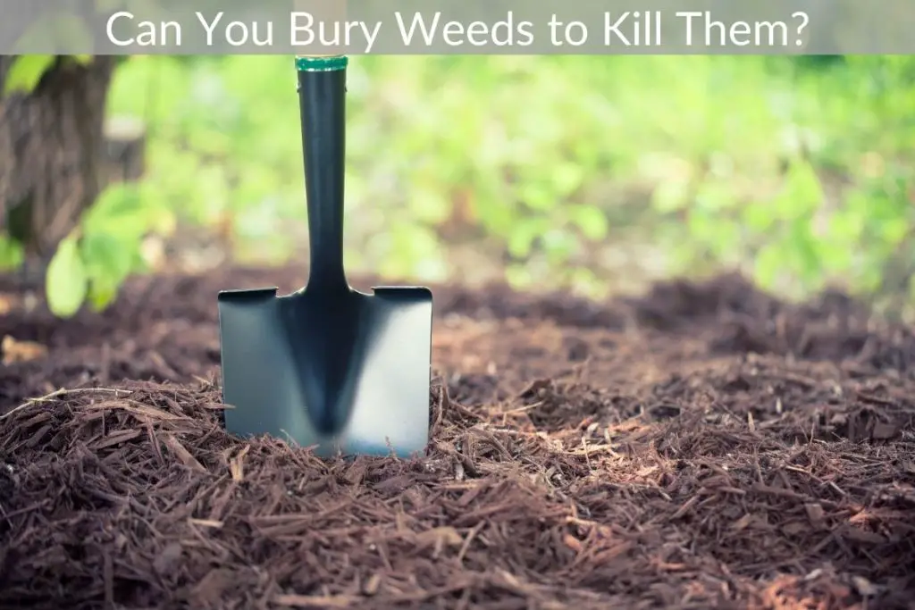 can-you-bury-weeds-to-kill-them-just-yardz