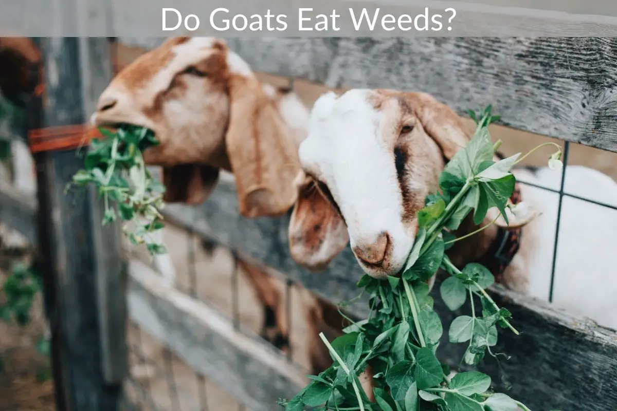 Do Goats Eat Weeds? Just Yardz