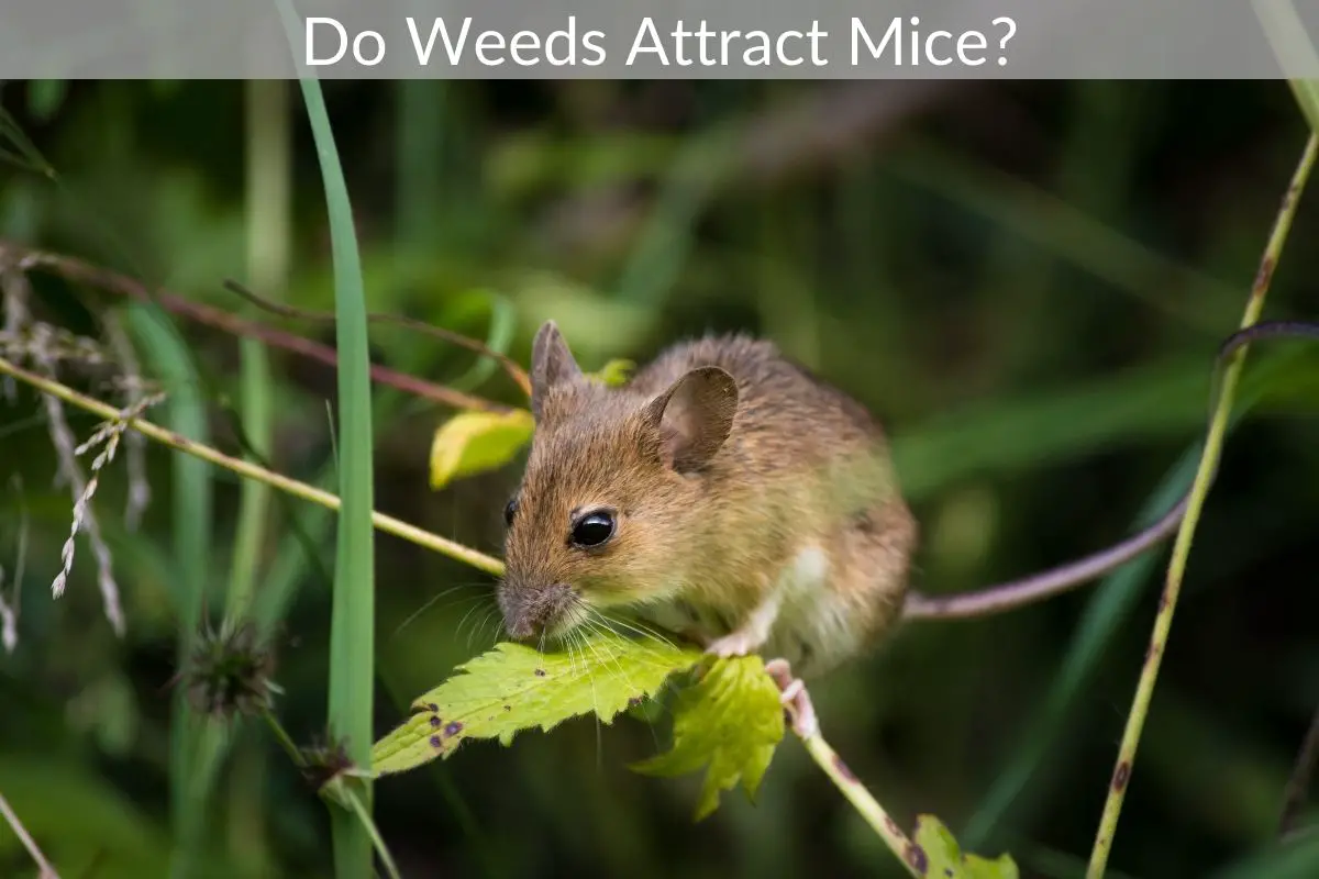 Do Weeds Attract Mice? - Just Yardz