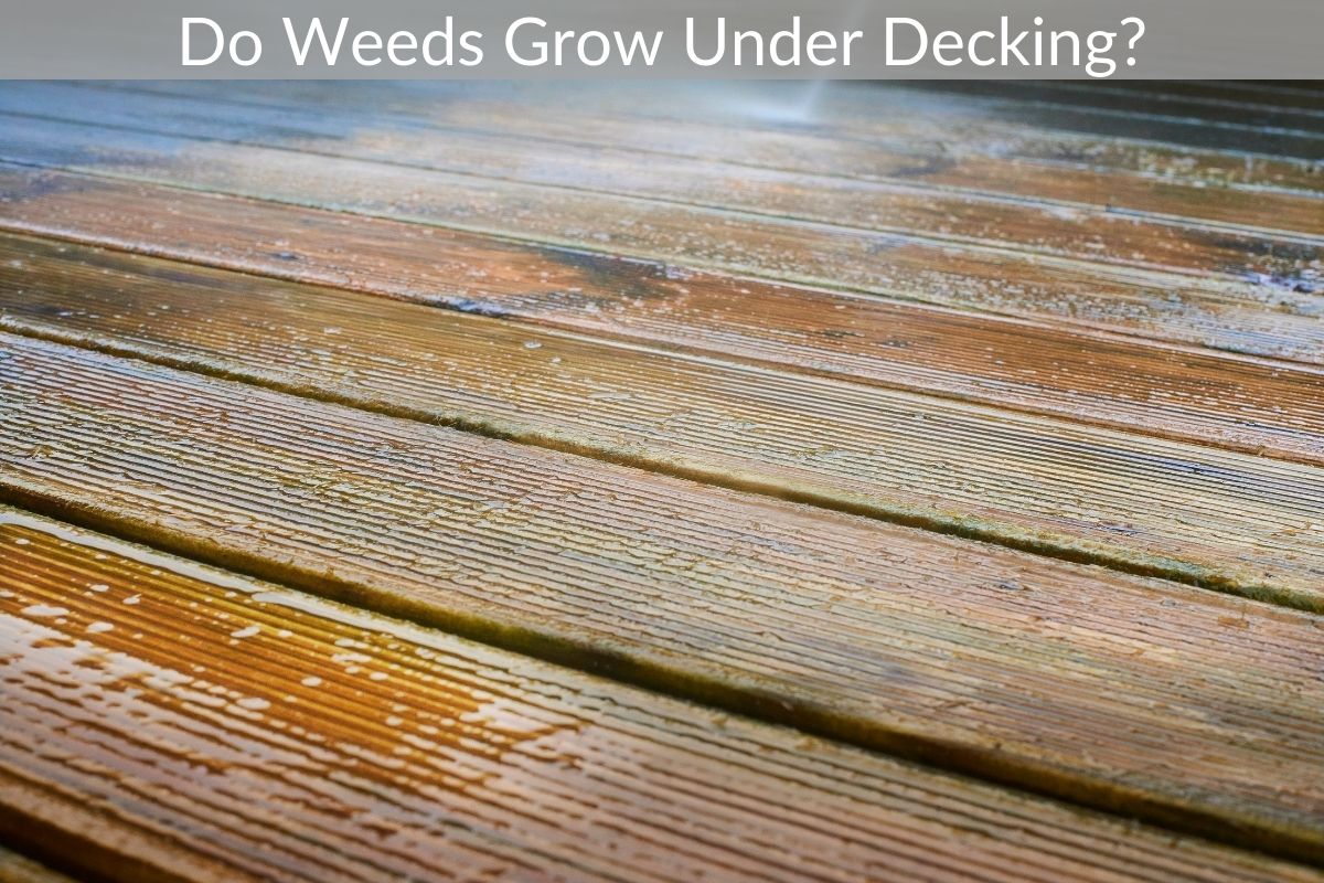 Do Weeds Grow Under Decking? Just Yardz