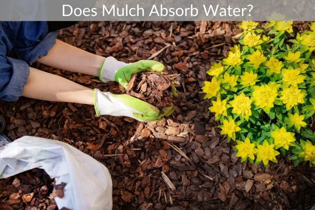 Does Mulch Absorb Water? Just Yardz