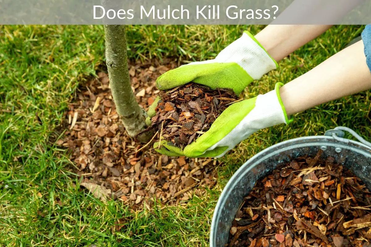 Does Mulch Kill Grass? Just Yardz