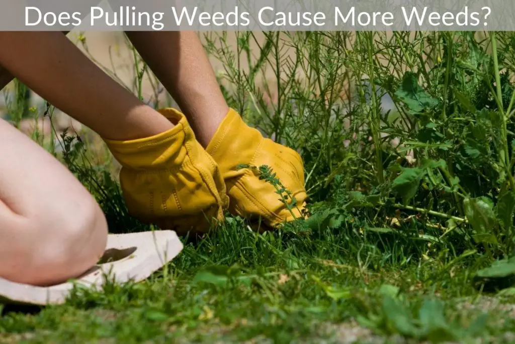 Does Pulling Weeds Cause More Weeds? Just Yardz
