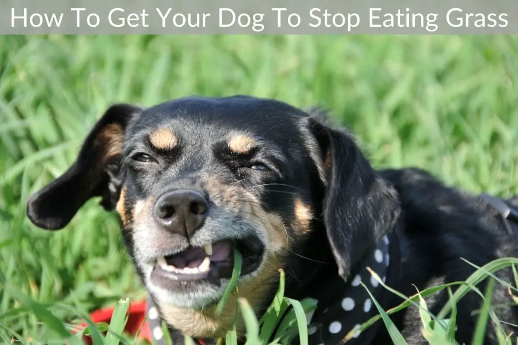How To Get Your Dog To Stop Eating Grass Just Yardz