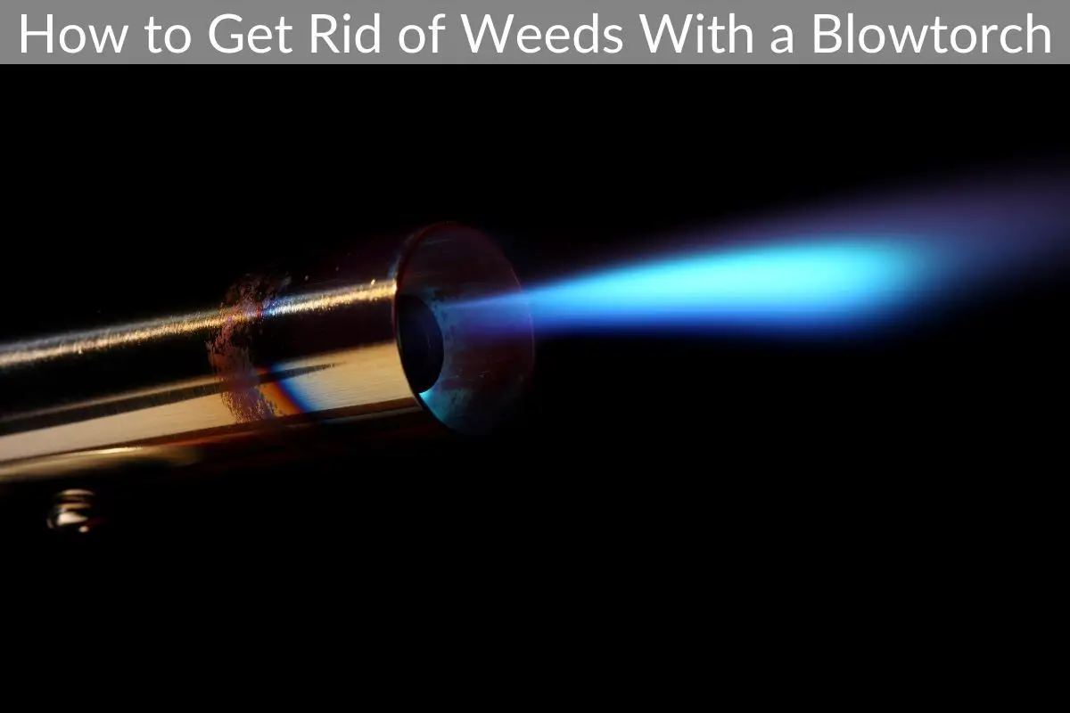 How to Get Rid of Weeds With a Blowtorch Just Yardz
