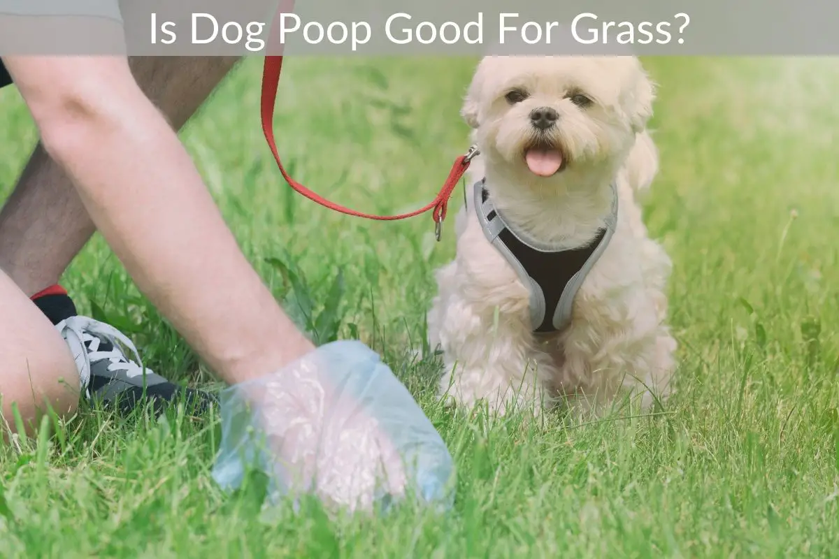 Is Dog Poop Good For Grass? Just Yardz