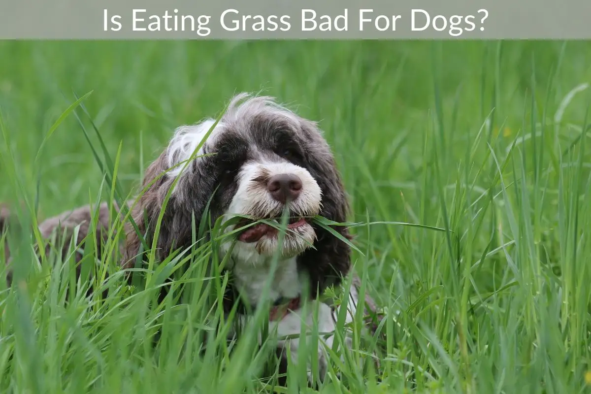 Is Eating Grass Bad For Dogs? Just Yardz