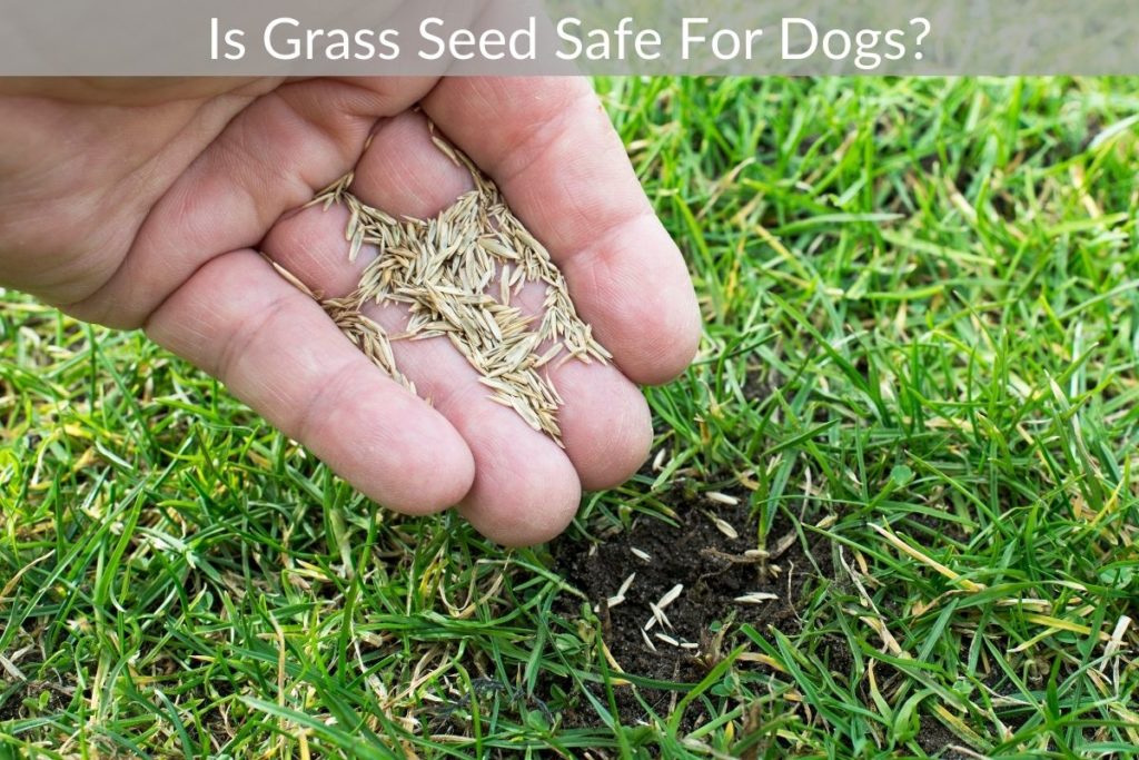 is grass seed dangerous for dogs