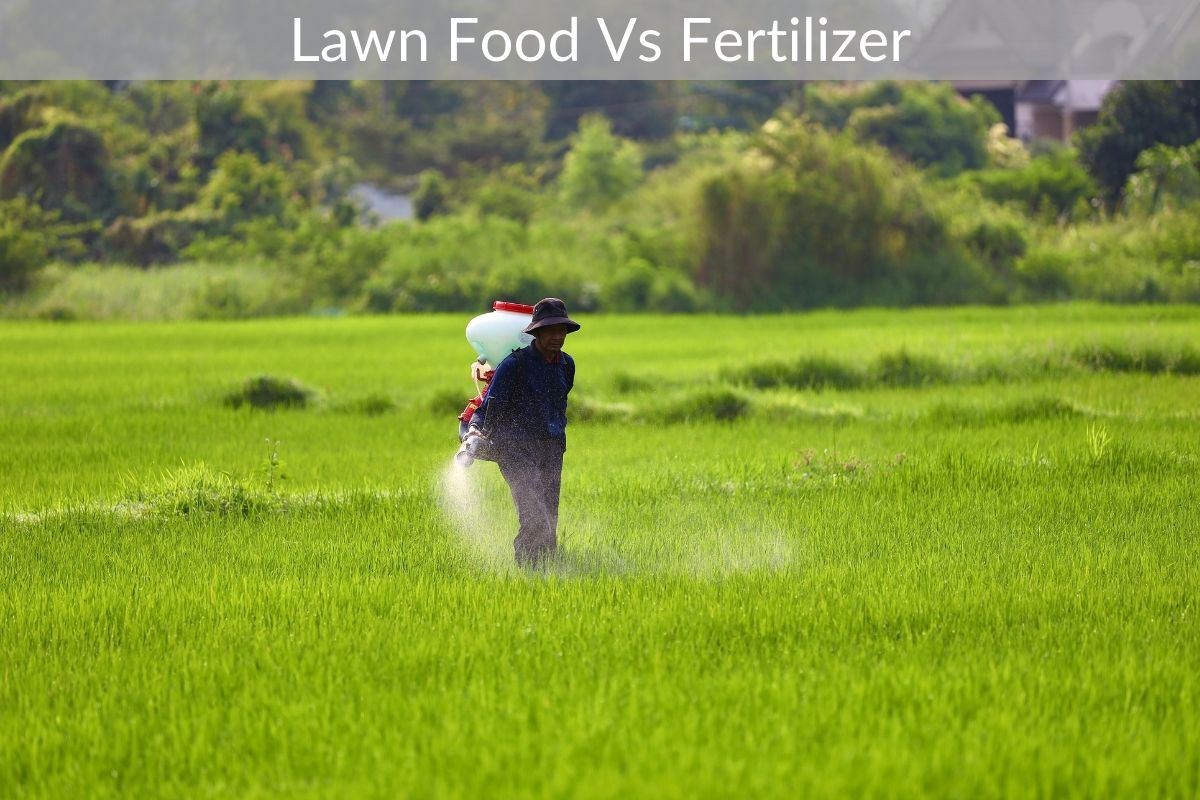 Lawn Fertilizer vs Lawn Food Unveiling the Secrets of Green Lawns. Lawn Fertilizer vs Lawn Food Unveiling the Secrets of Green Lawns.