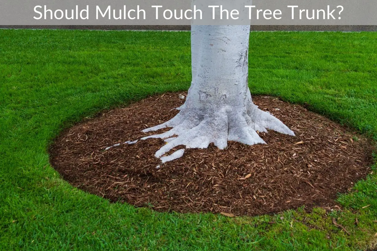 Should Mulch Touch The Tree Trunk? Just Yardz