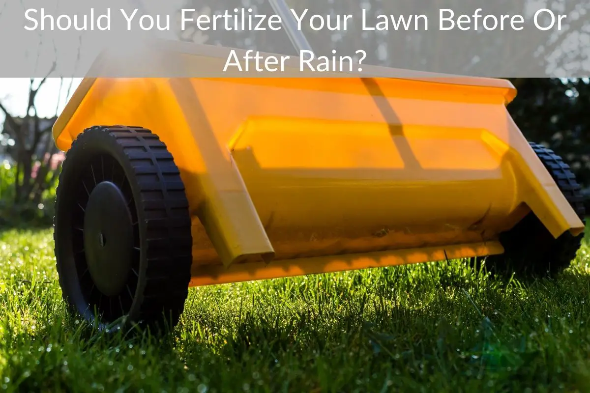 should-you-fertilize-your-lawn-before-or-after-rain-just-yardz
