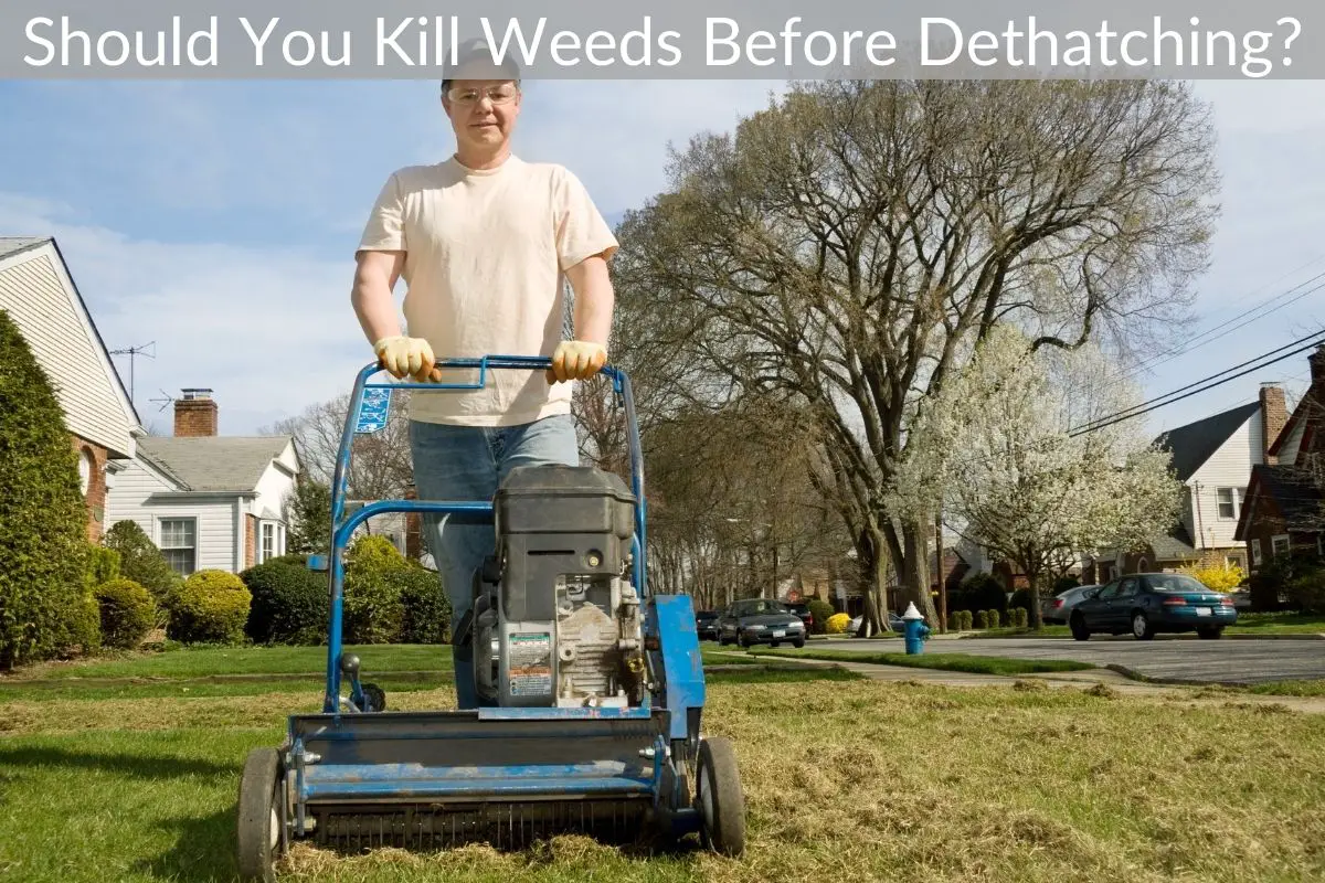 Should You Kill Weeds Before Dethatching? Just Yardz