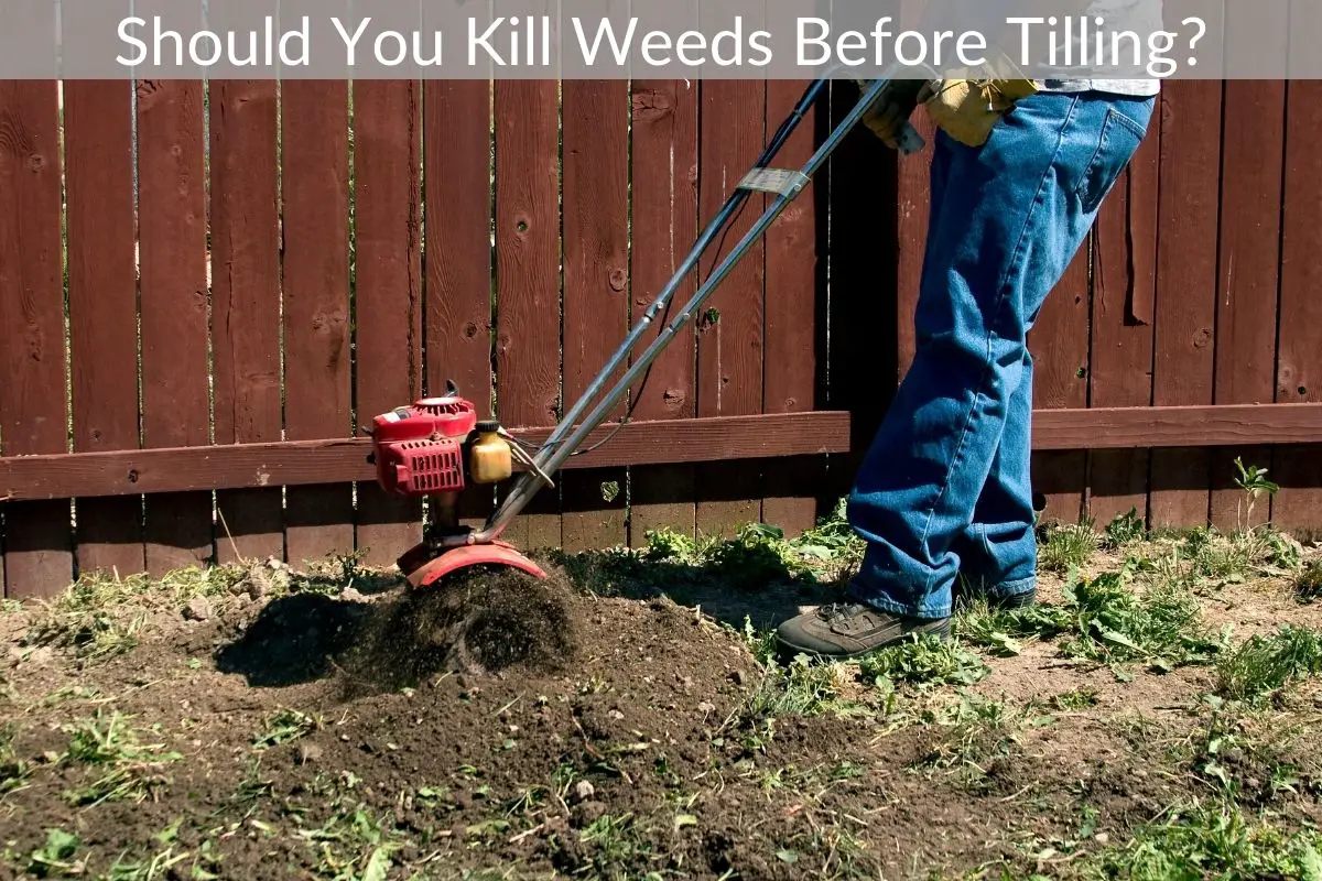 Should You Kill Weeds Before Tilling? Just Yardz