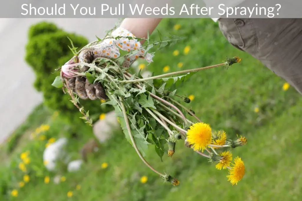 Should You Pull Weeds After Spraying? Just Yardz