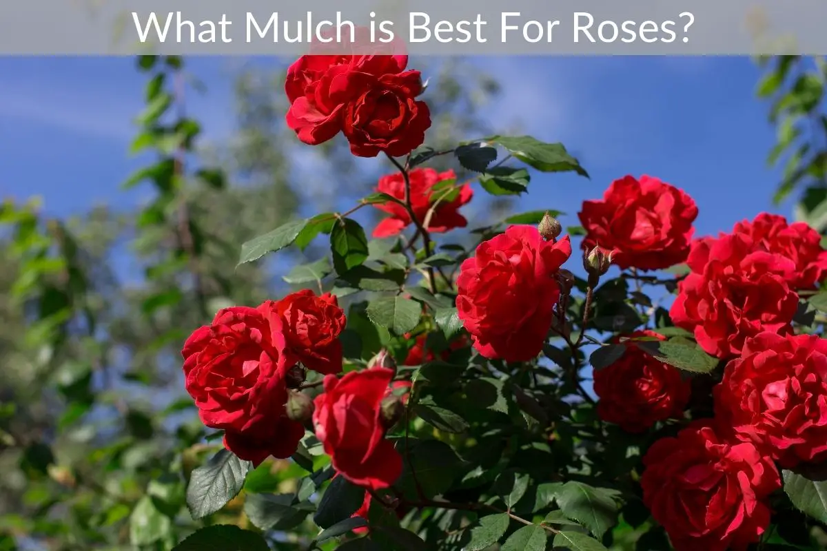 What Mulch is Best For Roses? Just Yardz