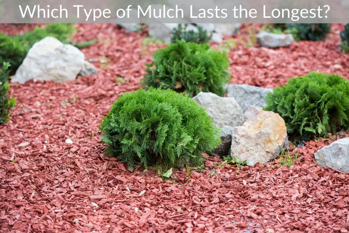 Which Type of Mulch Lasts the Longest? Just Yardz