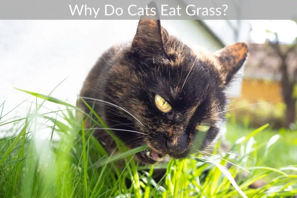 Why Do Cats Eat Grass? Just Yardz