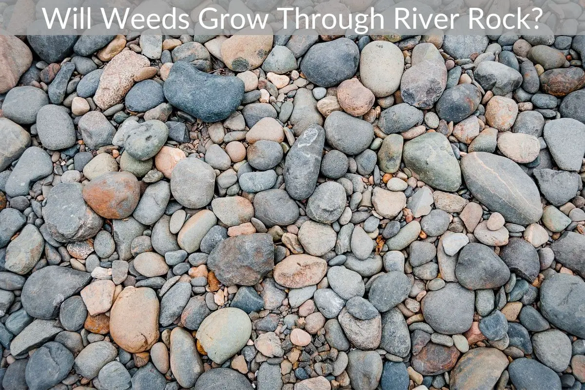 Will Weeds Grow Through River Rock? Just Yardz