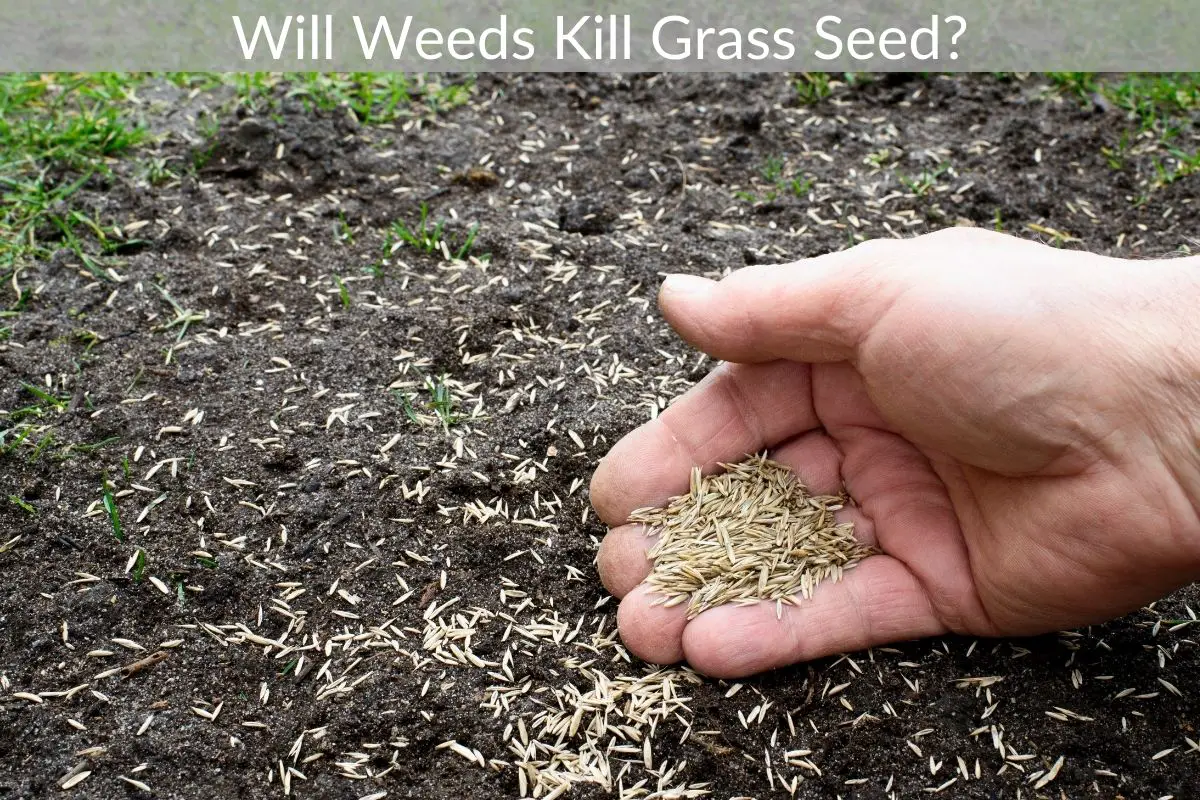 Will Weeds Kill Grass Seed? Just Yardz