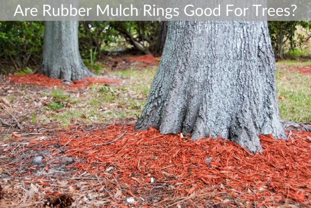 Are Rubber Mulch Rings Good For Trees?