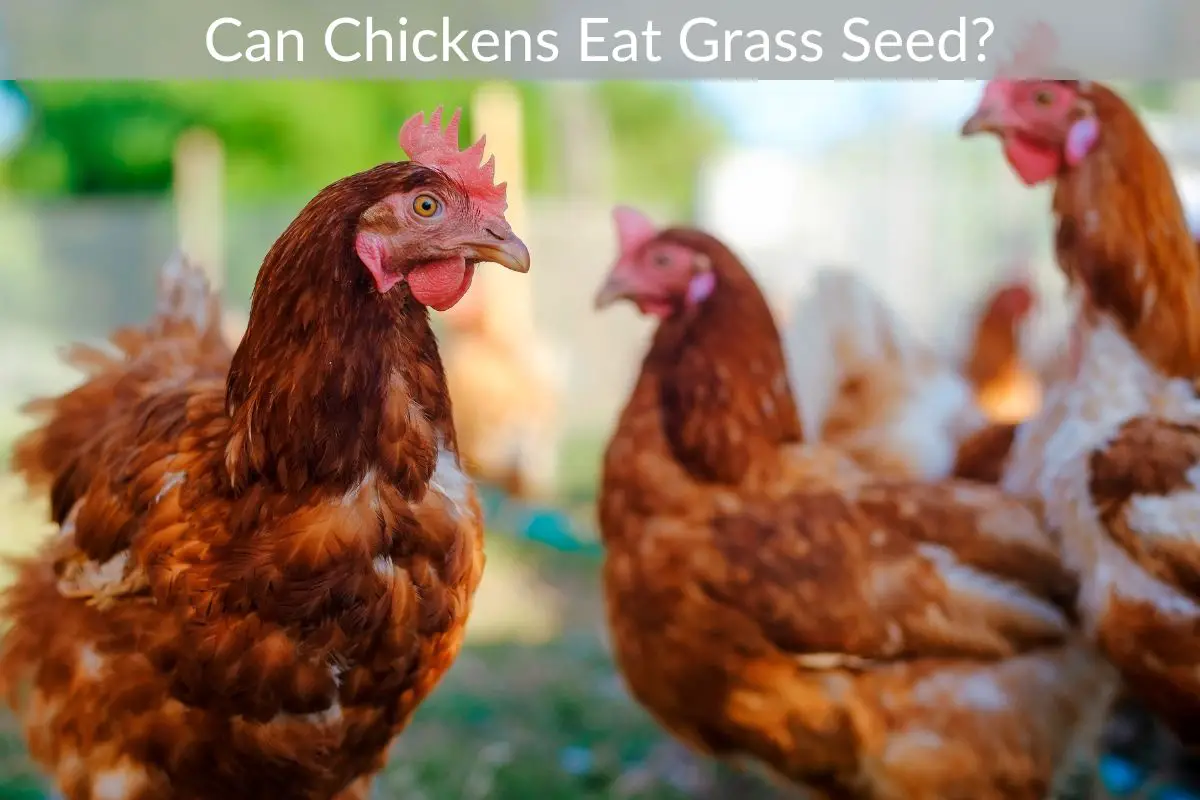 Can Chickens Eat Grass Seed? Just Yardz