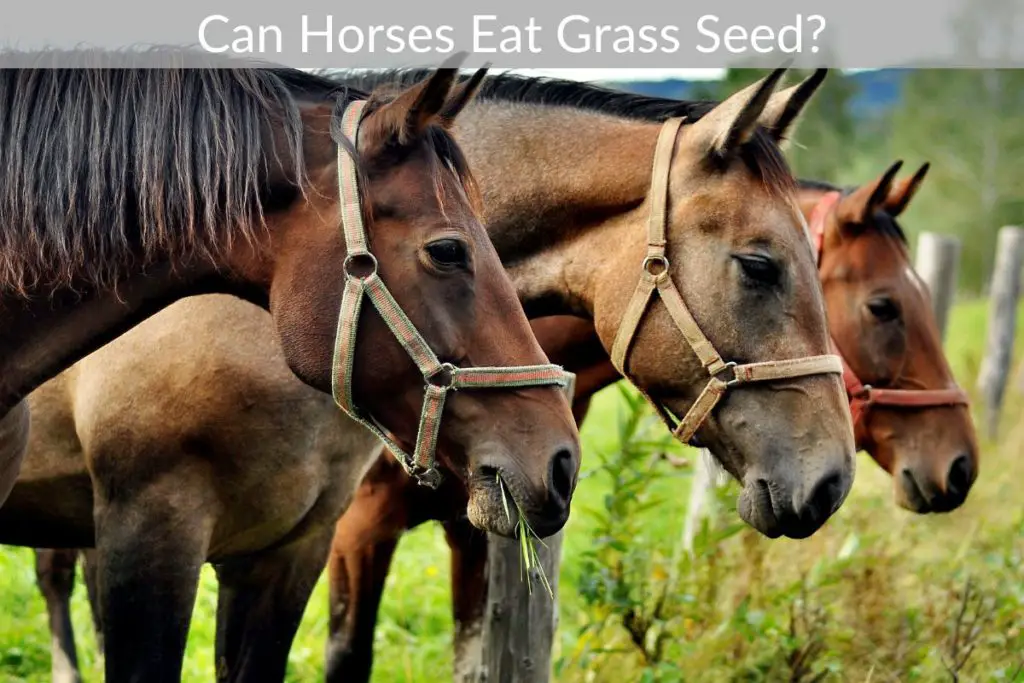 Can Horses Eat Grass Seed? Just Yardz