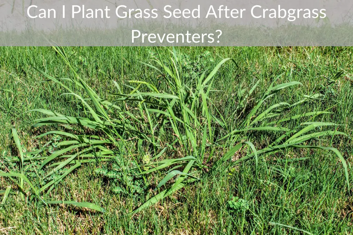Can I Plant Grass Seed After Crabgrass Preventers? Just Yardz