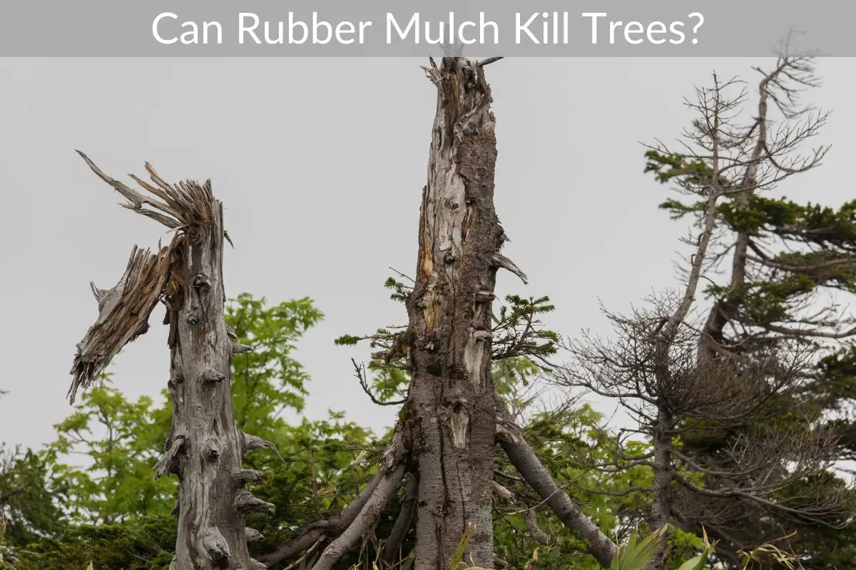 Can Rubber Mulch Kill Trees? Just Yardz