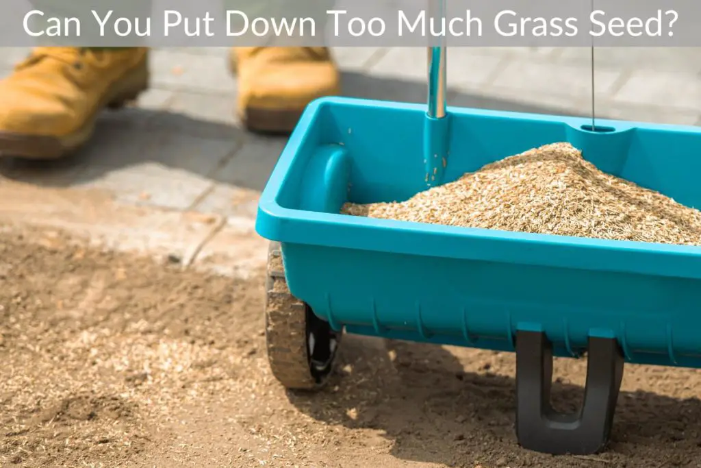 Can You Put Down Too Much Grass Seed? Just Yardz