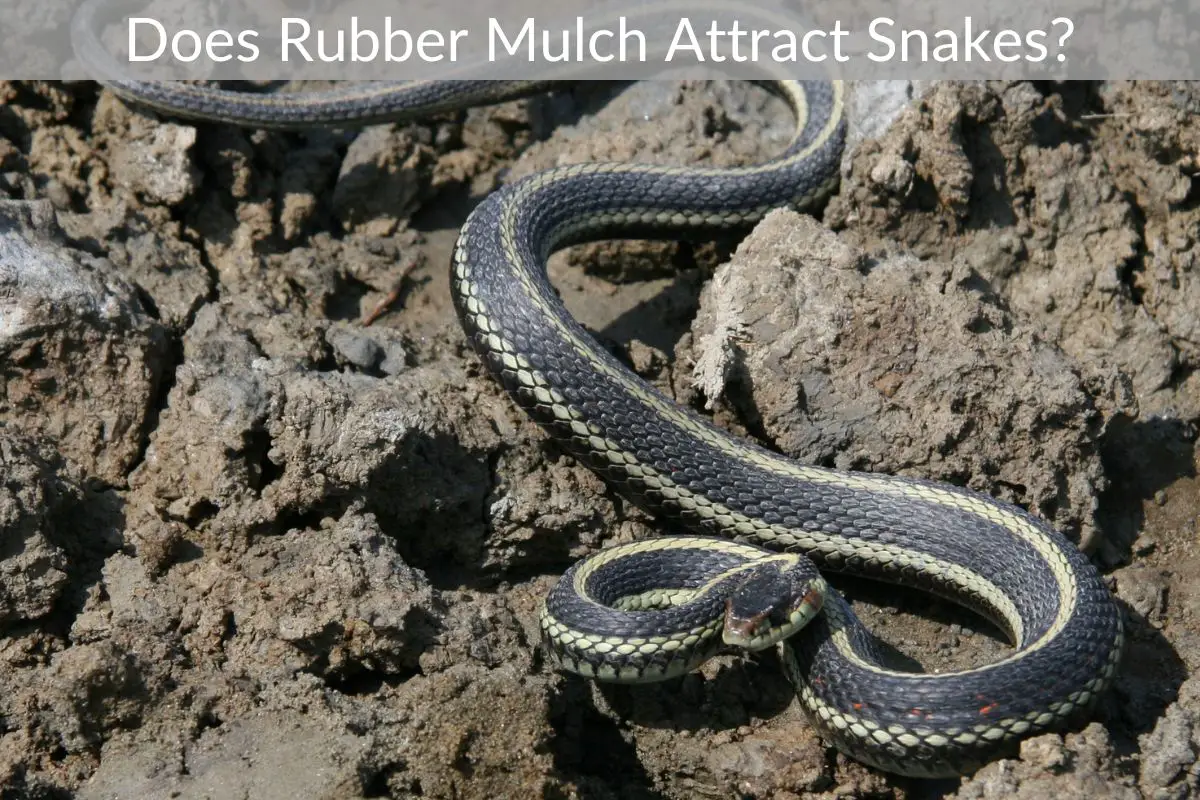 Does Rubber Mulch Attract Snakes? Just Yardz