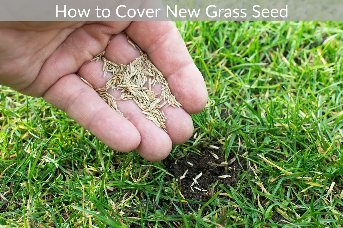 How to Cover New Grass Seed Just Yardz
