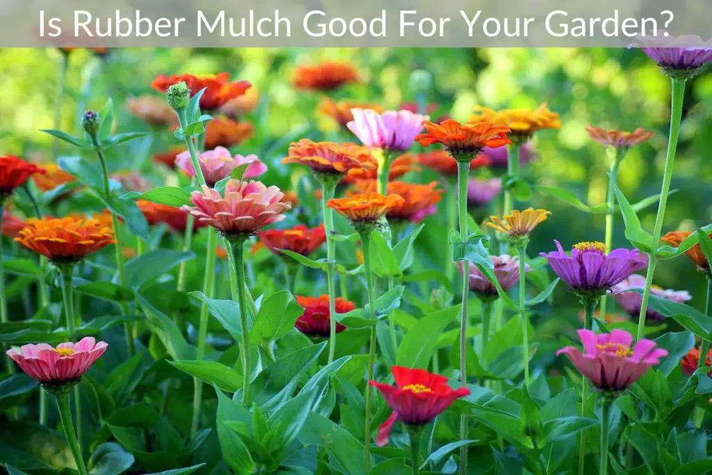 Is Rubber Mulch Good For Your Garden?