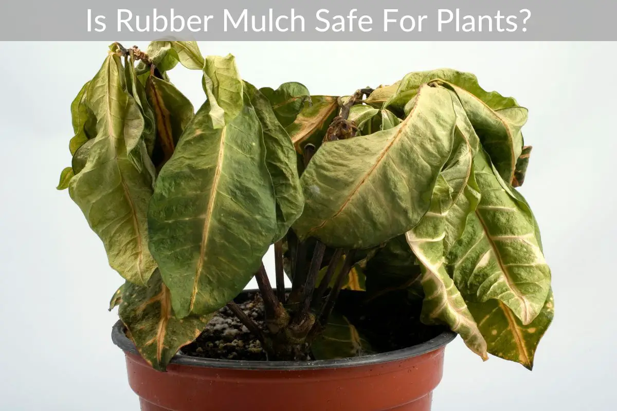 Is Rubber Mulch Safe For Plants? Just Yardz