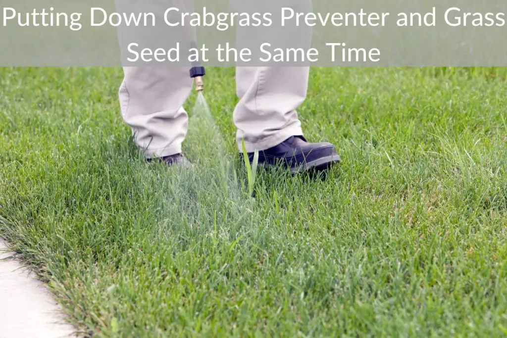 Putting Down Crabgrass Preventer and Grass Seed at the Same Time Just