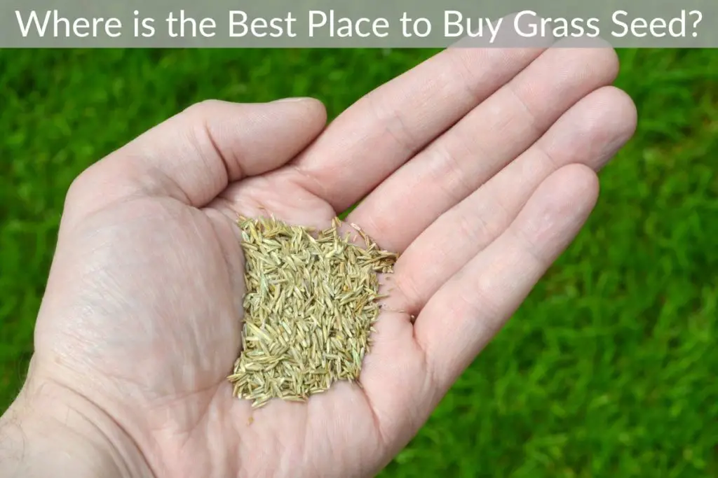 Where is the Best Place to Buy Grass Seed? Just Yardz
