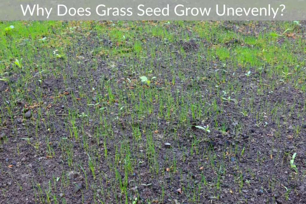 Why Does Grass Seed Grow Unevenly? Just Yardz