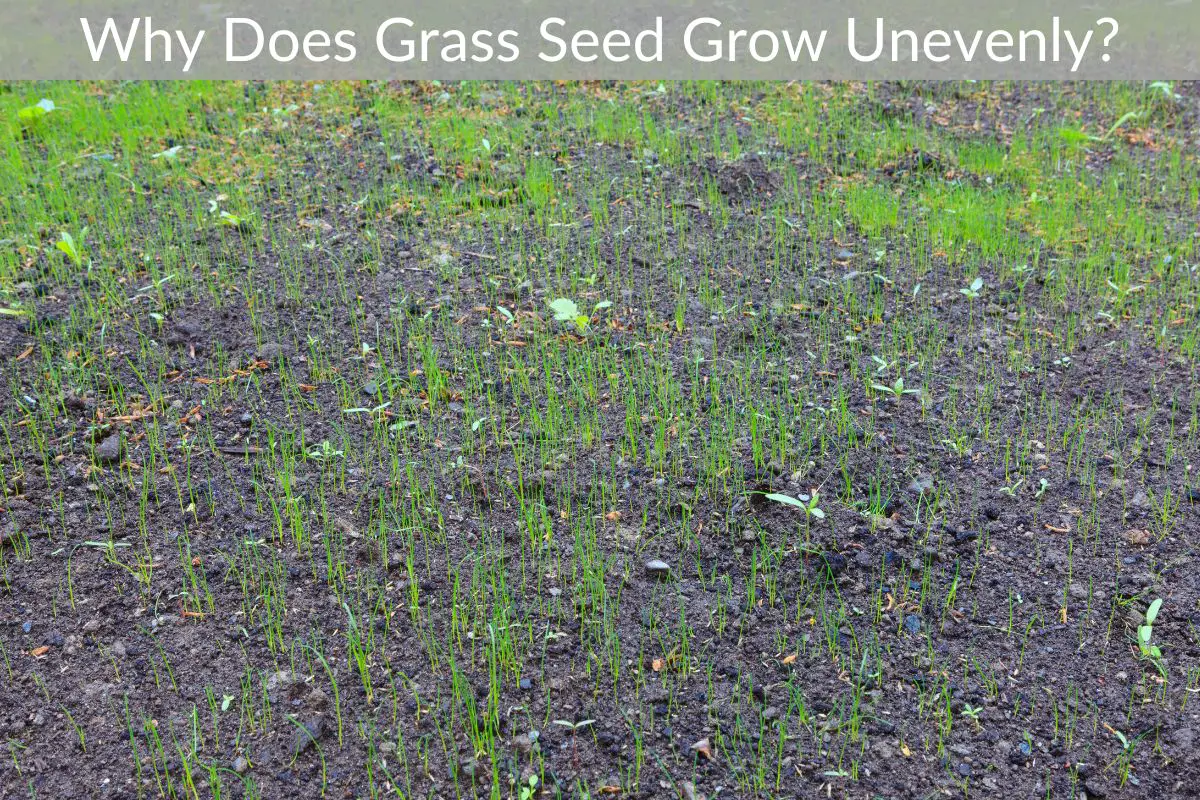 Why Does Grass Seed Grow Unevenly? Just Yardz