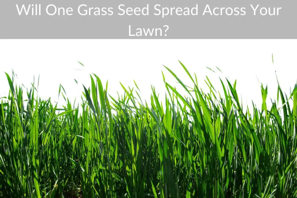 Will One Grass Seed Spread Across Your Lawn? Just Yardz