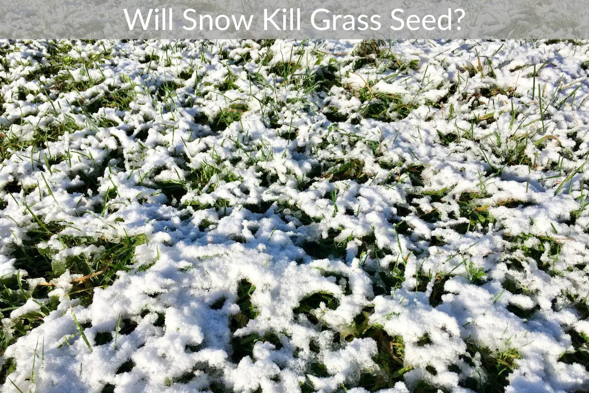 Will Snow Kill Grass Seed? Just Yardz