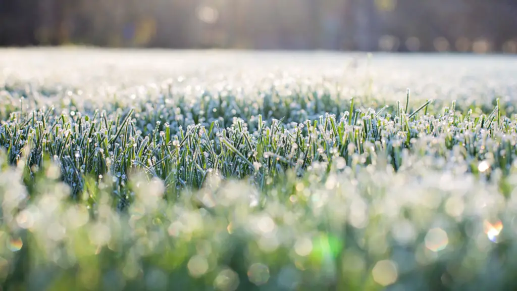 Can Mulch Protect Plants From Frost? Just Yardz