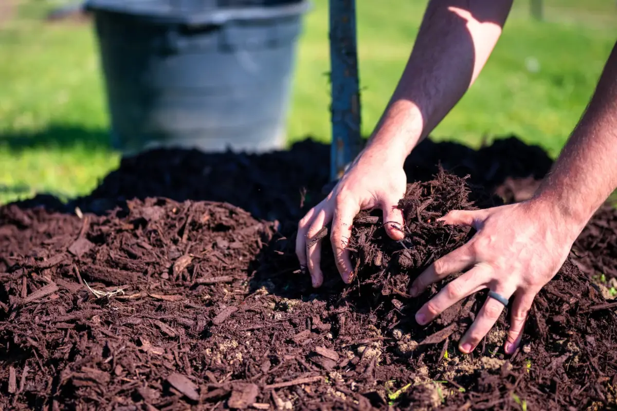What is the Best Way to Remove Mulch? Just Yardz