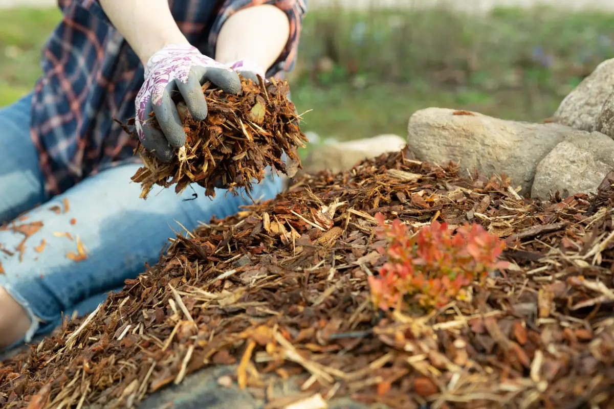 Can Mulch Cause Hives? Just Yardz