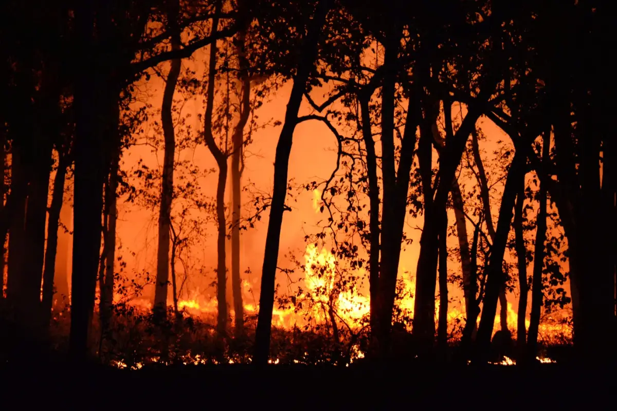 Can You Burn Mulch? Just Yardz