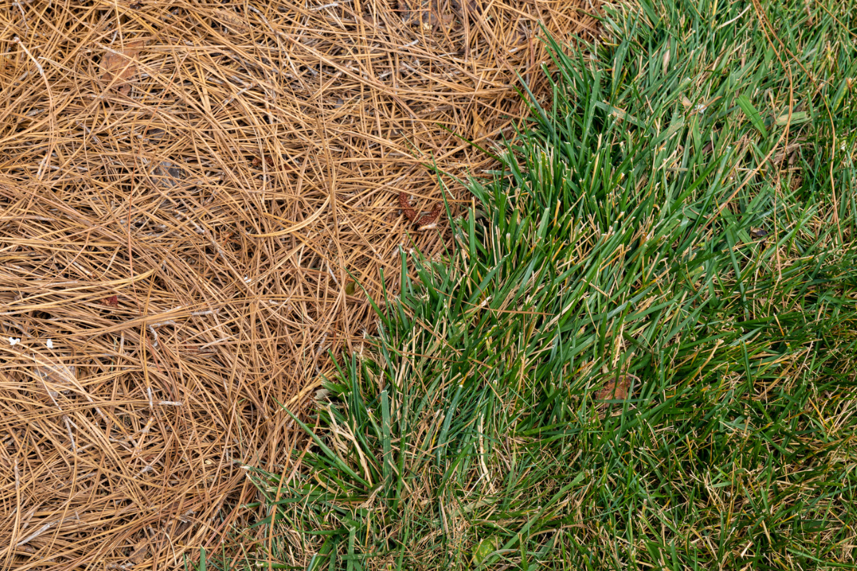 Can You Mix Mulch and Pine Straw? Exploring the Benefits and